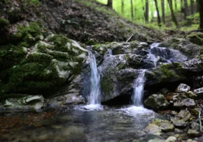 Wasserplätschern im Wald